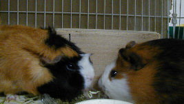 �����ƃ��R