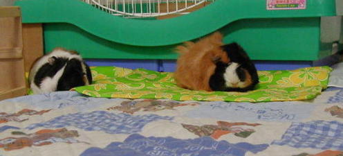 ペットシーツカバーの上でくつろぐ2匹