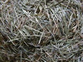 �q���̒��g