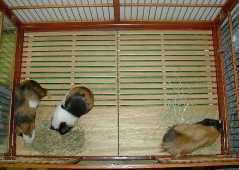 �q���̌��ؒ�