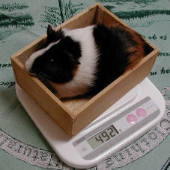 �̏d�v���r�[