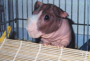 �Ƃ��R�Q��`�I