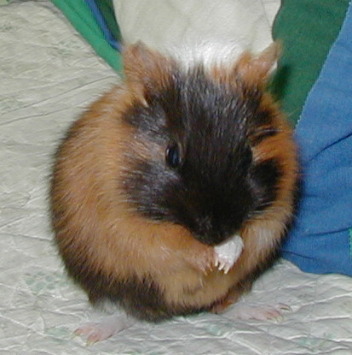 ������Ă���e�g�����