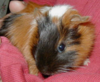 �����b�N�X