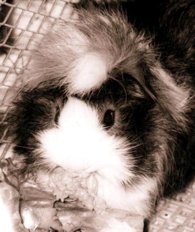 �C�C�����`