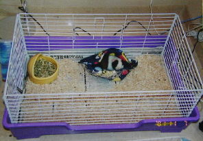 �P�[�W�ł��낮�u������v�����