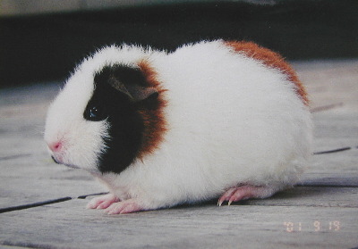 �p�Z�����D���Ȃ́`