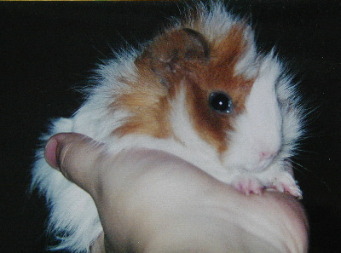 ���������ł���