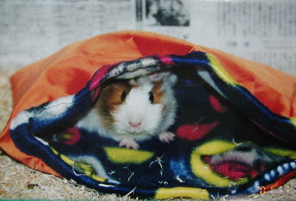 �Q�܂�����������