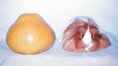 ���Ȃ����̔w��ׁ�