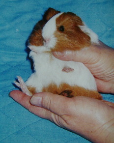 ��̂Ђ�T�C�Y�Ȃ̂��