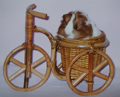 かわいいでしょ〜