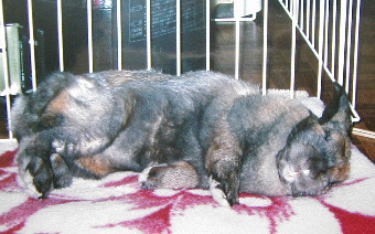 おやすみモカちゃん