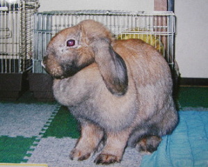 ���������ł���