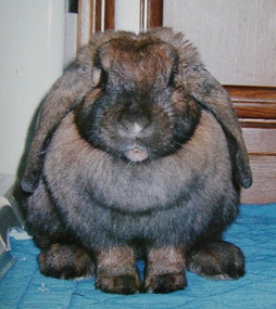 �ǂ��������J�b�s