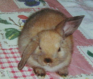 �܂���������ȃ��J�b�s