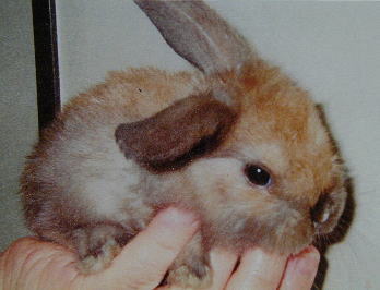 ����ė����΂���̃��J�����