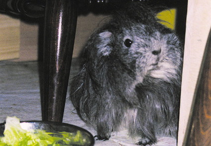 おすましmomoちゃん♪