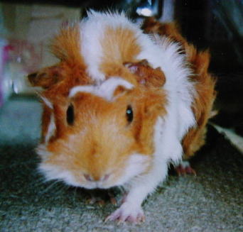 �J�����͂ǂ�����H