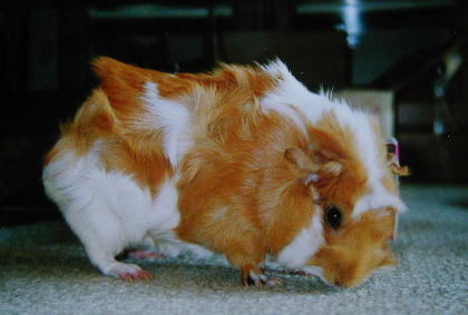 ���U�����������