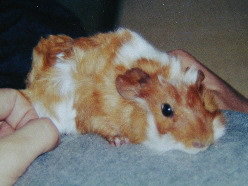 �������ɂ���ė����΂���̃��������