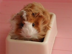 �������D���Ȃ́`