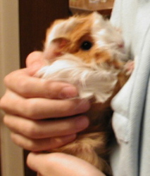 �h�L�h�L��