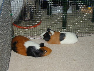 �T�[�N���Ŗ���H�H