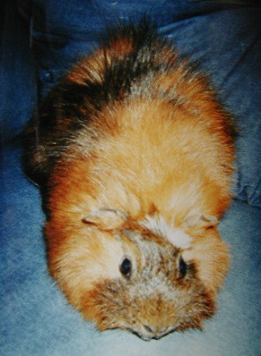 ���C��t�ȃg�[�}�X����