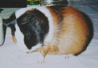 �������`�r�����