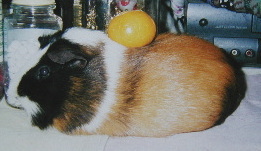 �w�����ς��Ȃ��H�H