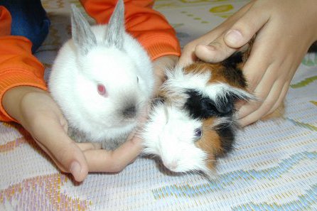 �ӂ���Ƃ��u�h�L�h�L�v