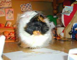 Mikan�������`���