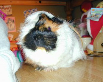 �׋����ɂ��ז����Ă܂�