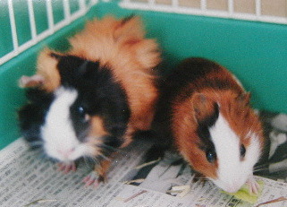 ����肪���������ł�